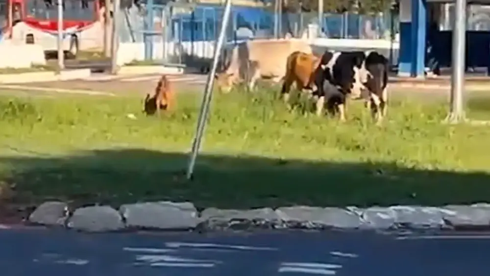 Animais soltos invadem rotatória do Terminal Guaicurus