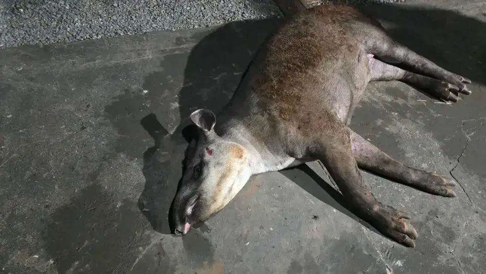 Anta atropelada perde movimentos e pode ser sacrificada