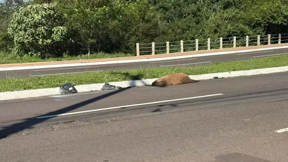 Capivara morta atropelada na Avenida Mato Grosso