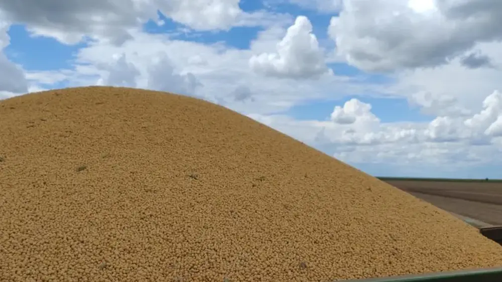Colheita de milho em MS atinge 75% e ultrapassa 1,6 milhão de hectares