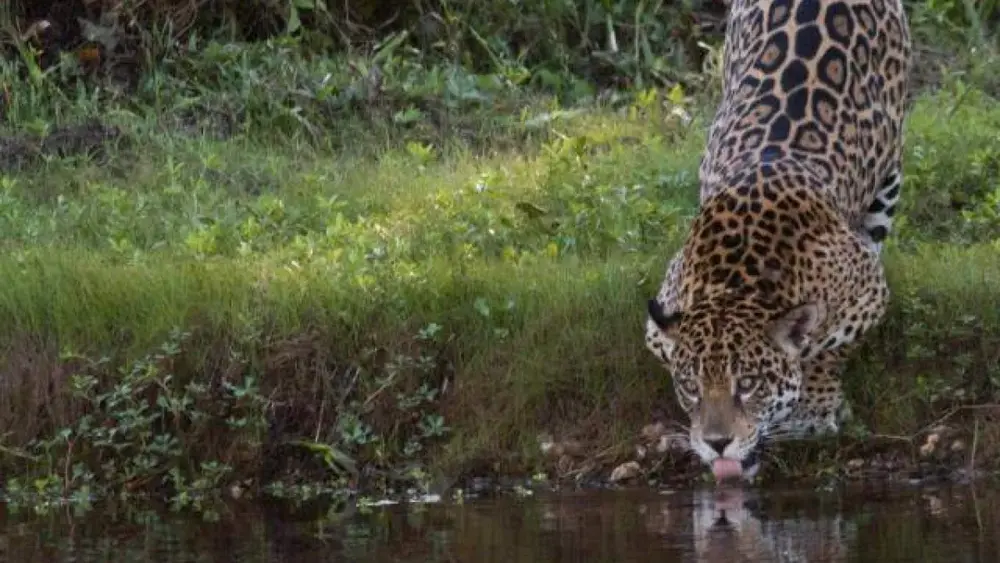 Seca no Pantanal aumenta avistamento de onças; veja como observar