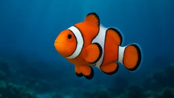 Procurando Nemo: A Busca Desesperada da Pixar no Oceano