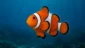 Procurando Nemo: A Busca Desesperada da Pixar no Oceano