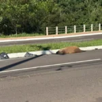 Capivara morta atropelada na Avenida Mato Grosso