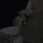 Bombeiro que matou esposa a marretadas foge de presídio