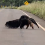 Mãe tamanduá é flagrada com filhote em rodovia de Bonito