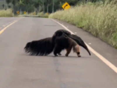 Mãe tamanduá é flagrada com filhote em rodovia de Bonito