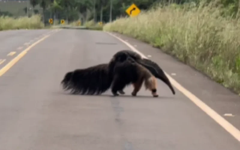 Mãe tamanduá é flagrada com filhote em rodovia de Bonito