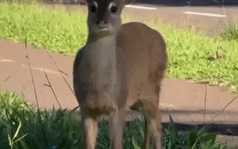 Veado faz passeio na Afonso Pena e ganha escolta em Campo Grande